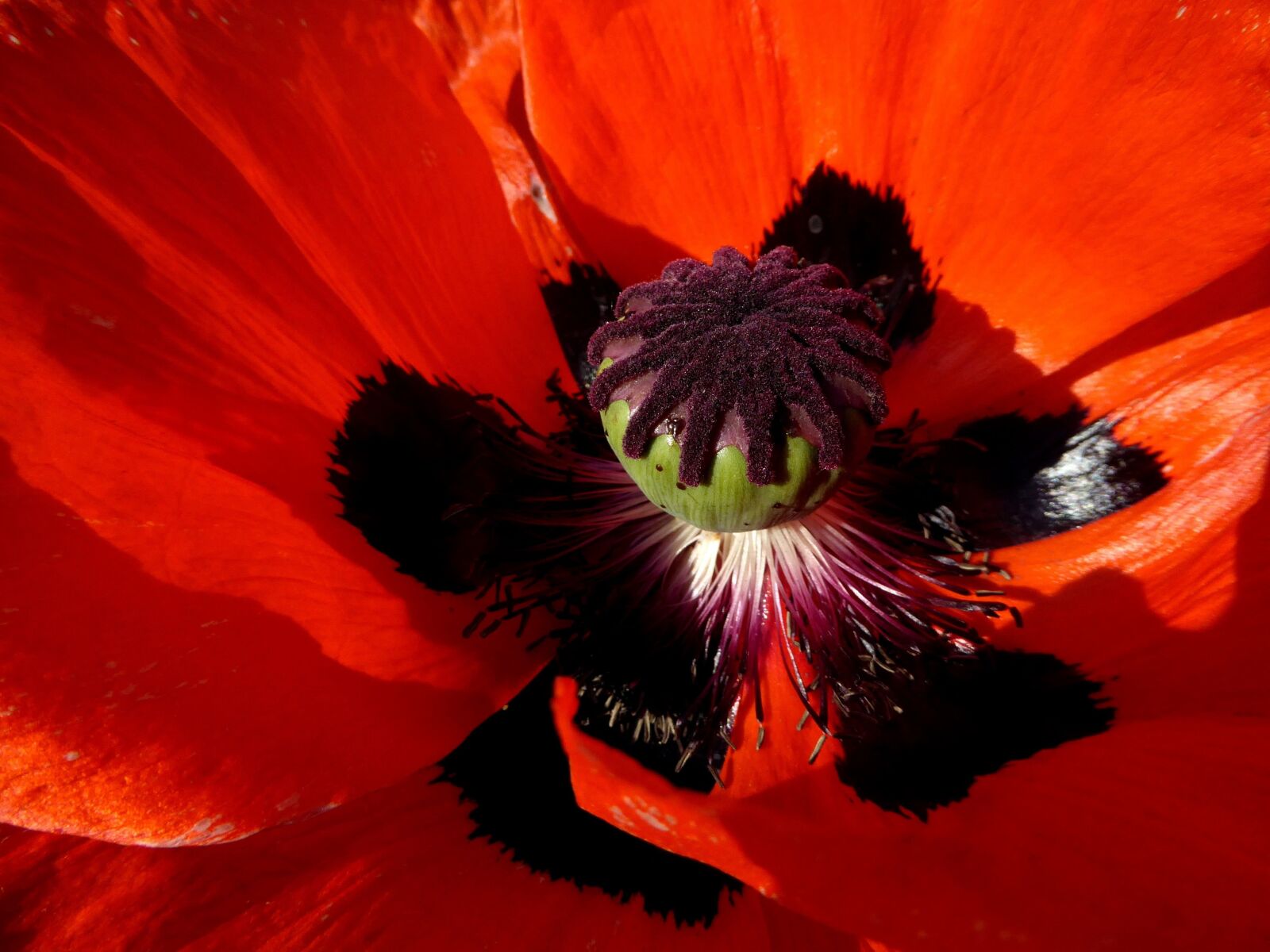 Panasonic DMC-TZ61 sample photo. Red, poppy, summer photography