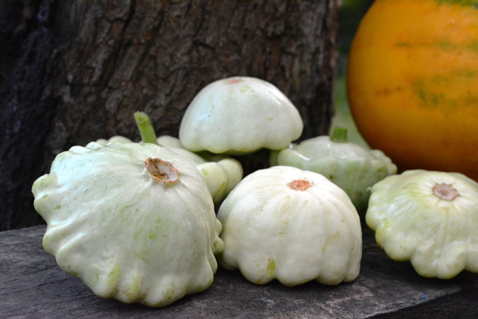 Nikon D5200 sample photo. Patison, pumpkin, pumpkins photography