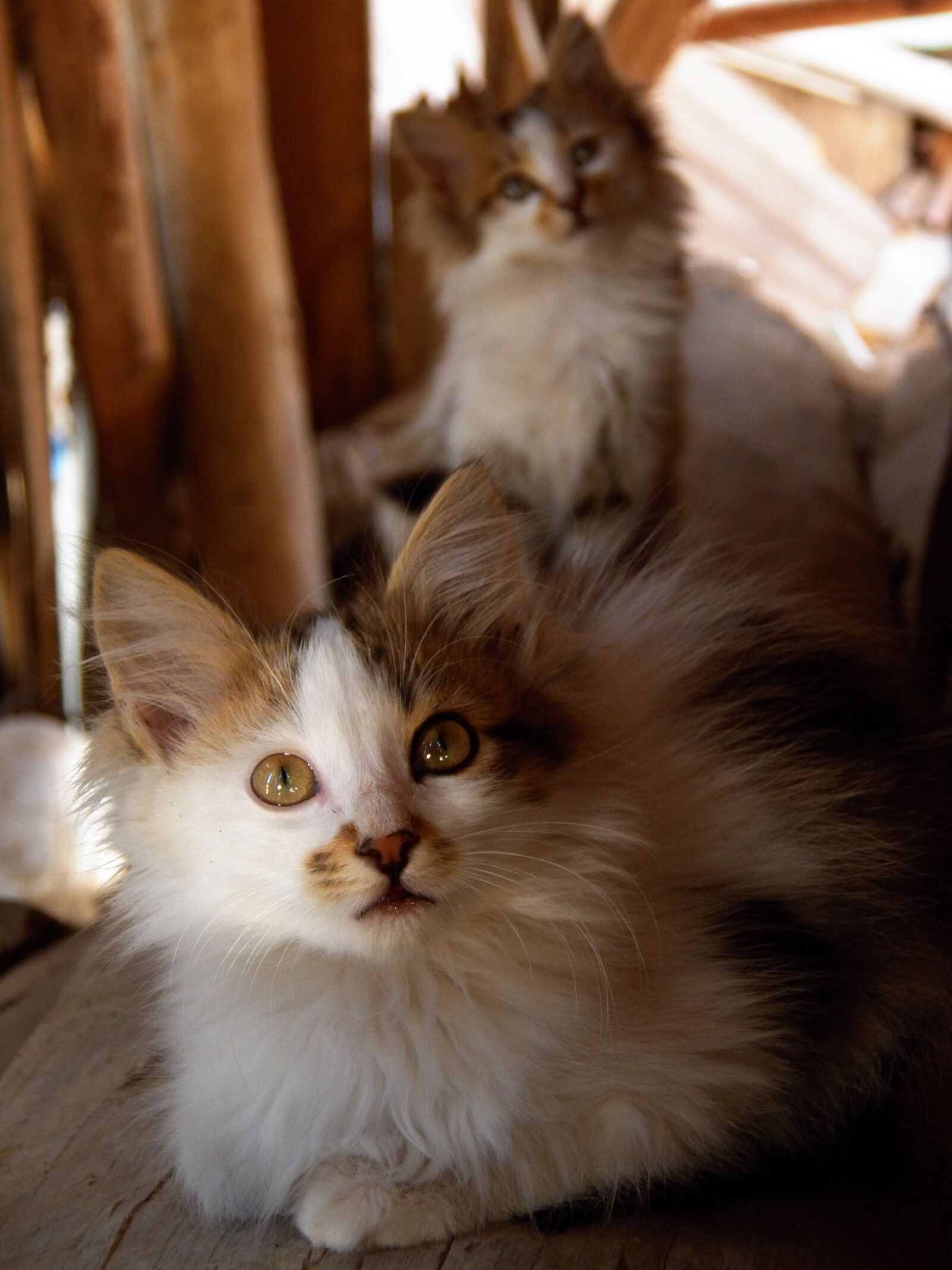 Kodak EasyShare Z990 (EasyShare Max) sample photo. Cats, pet, nature photography