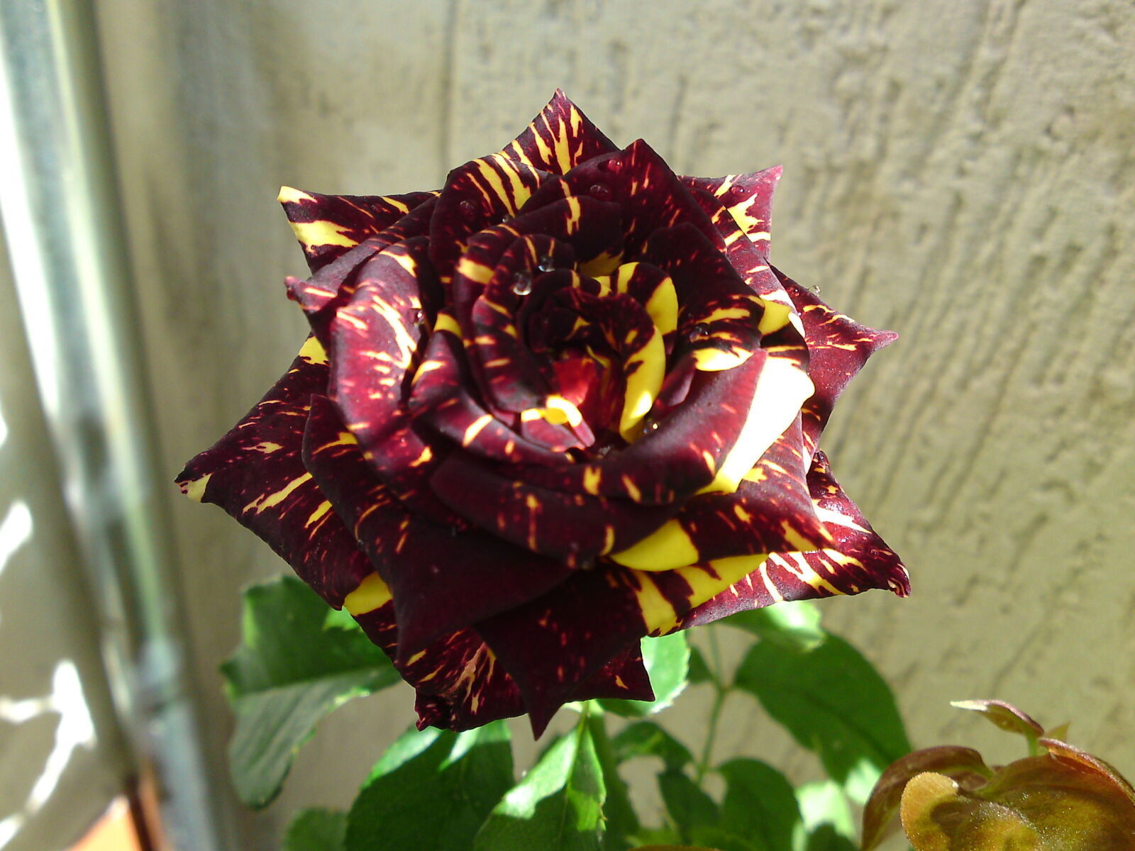 LG KC910 sample photo