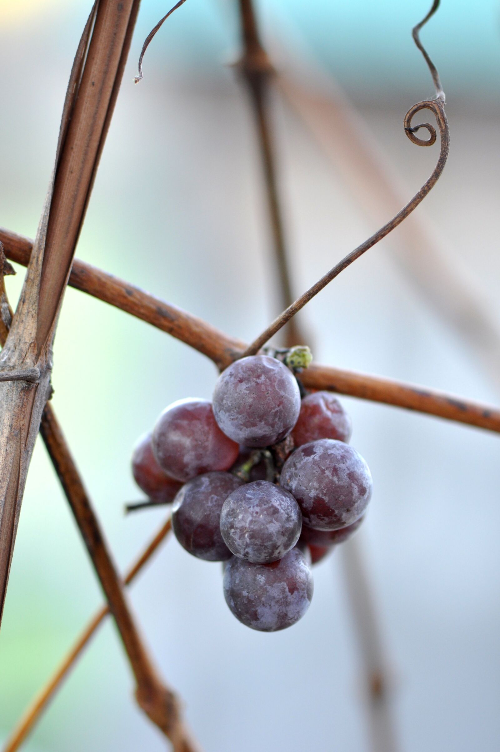 Nikon D90 sample photo. Grapes, cluster, bunch photography