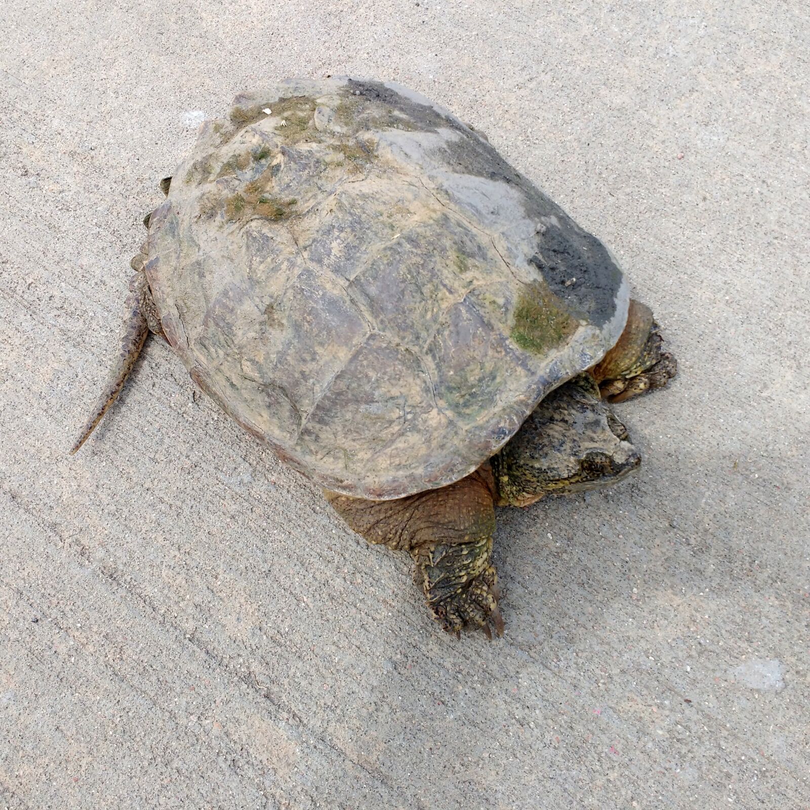Motorola MotoG3 sample photo. Tortoise, malaclemys terrapin, turtle photography