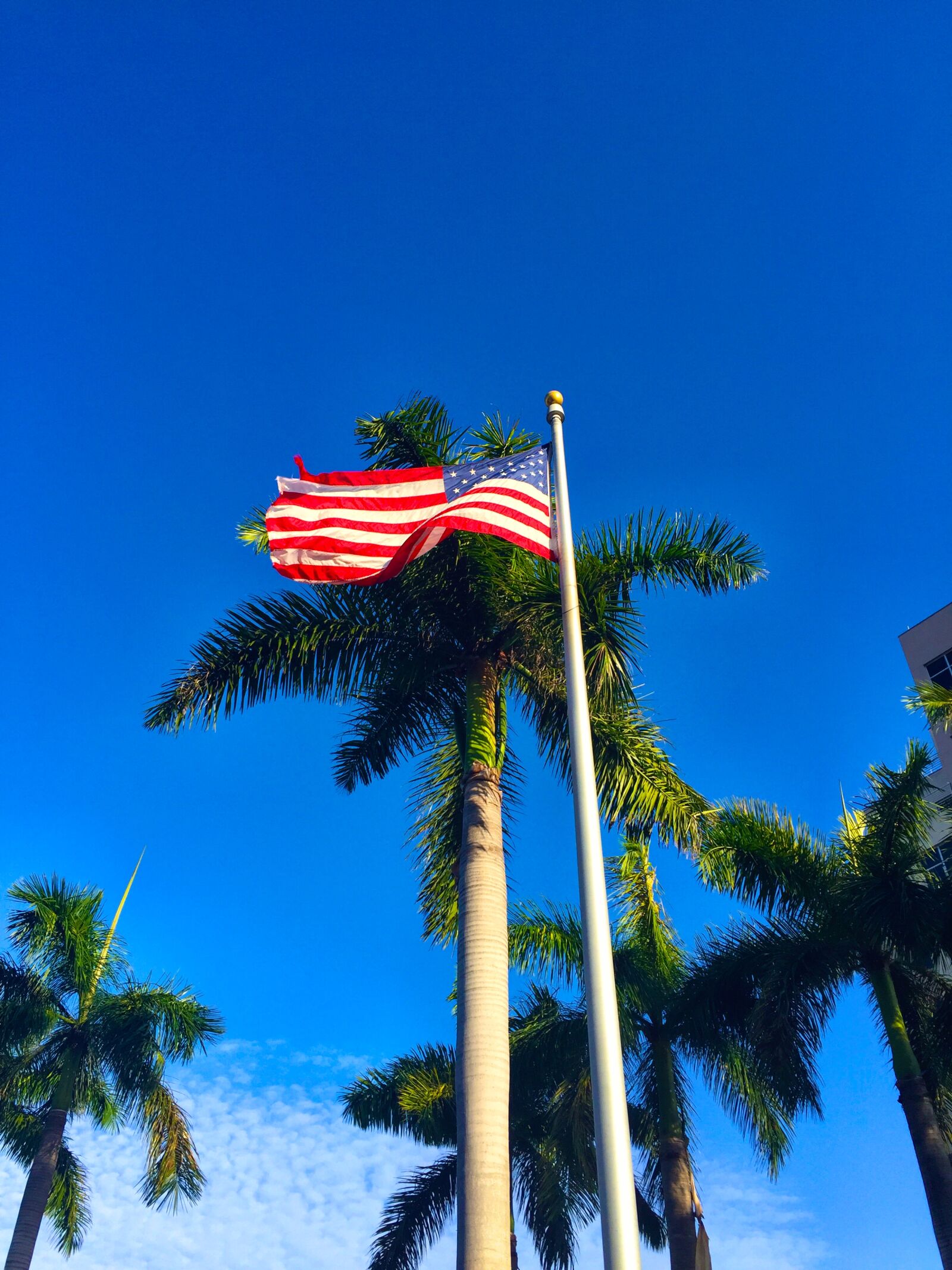 Apple iPhone 6 sample photo. American, flag, palm, trees photography