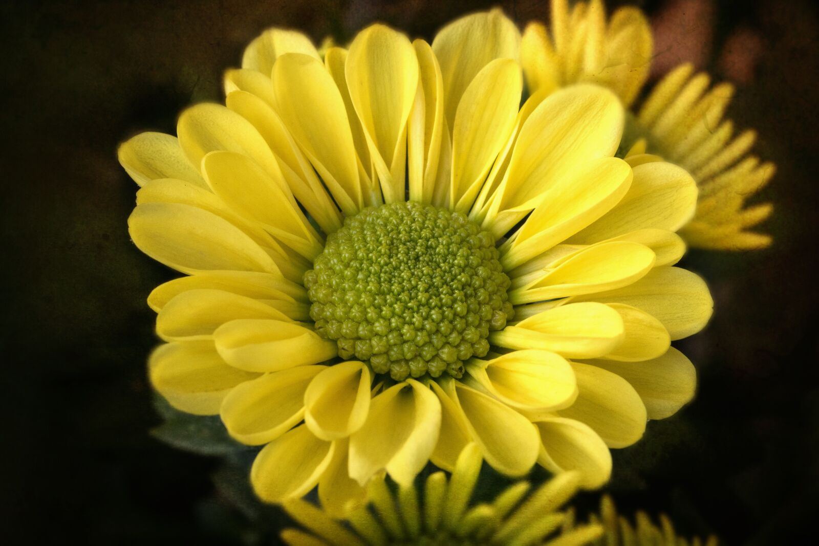 Canon EOS 7D Mark II sample photo. Flower, nature, autumn photography