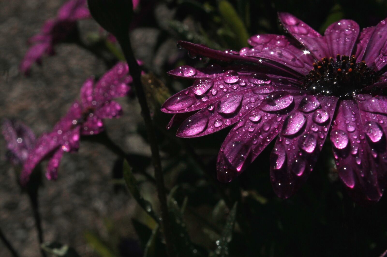 Canon EOS 1100D (EOS Rebel T3 / EOS Kiss X50) sample photo. Rain, purple, flower photography