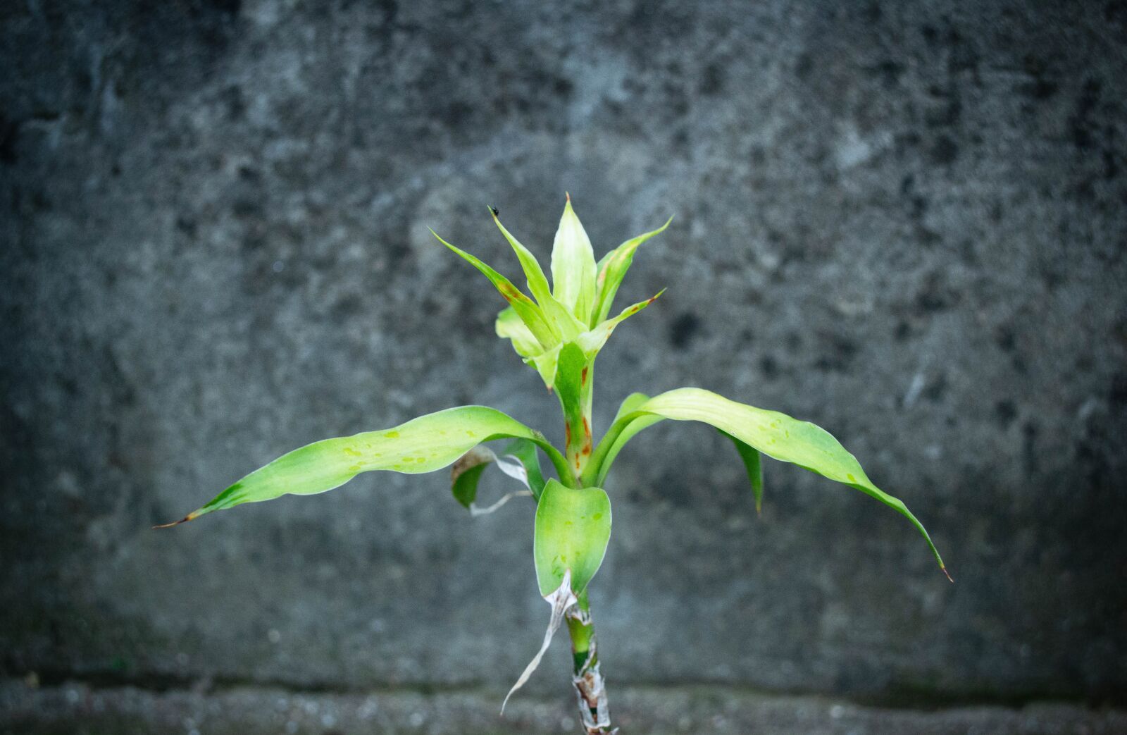 Nikon D3100 sample photo. Plants, garden plant, garden photography