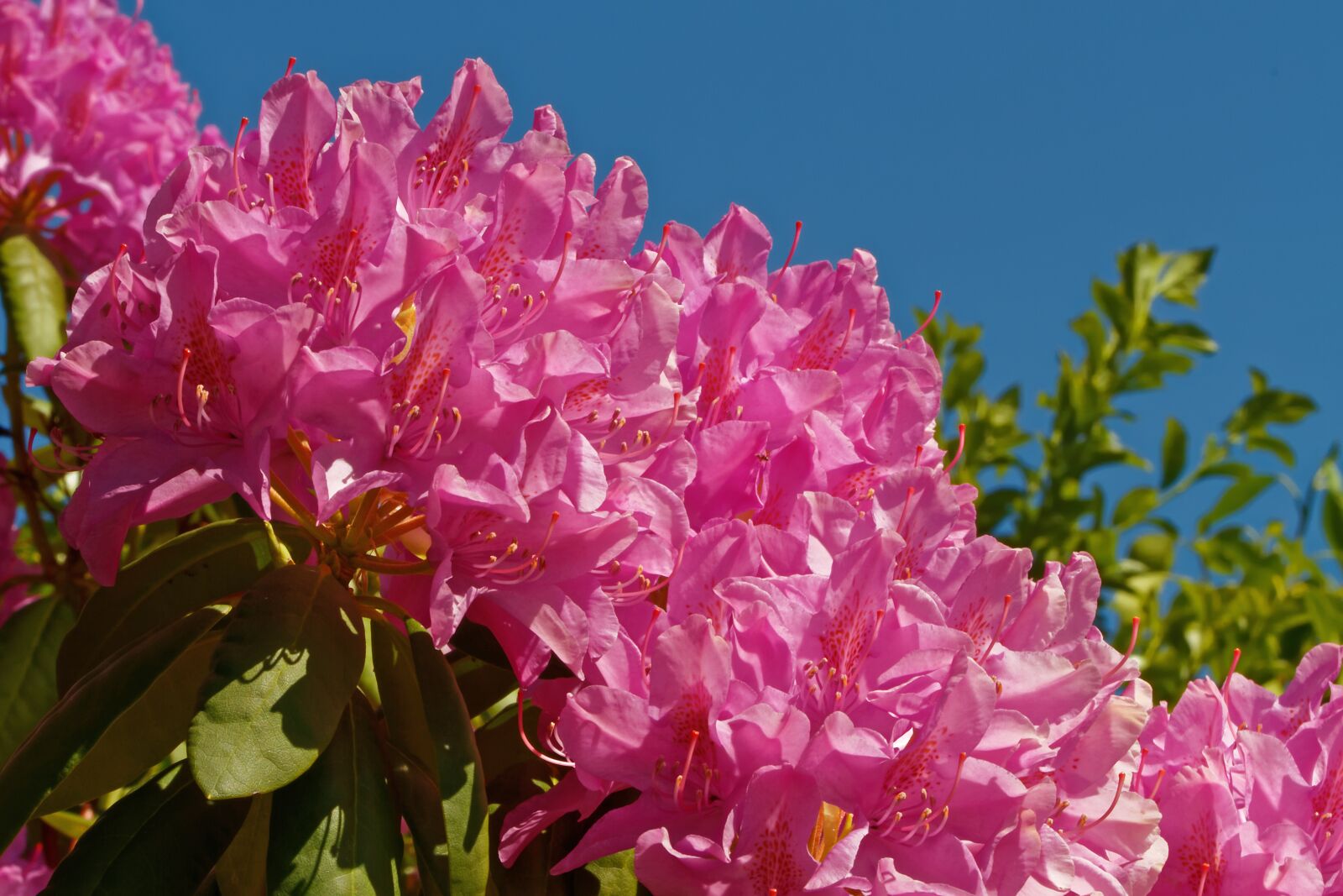 Canon EOS 7D sample photo. Rhododendron, bush, flowers photography