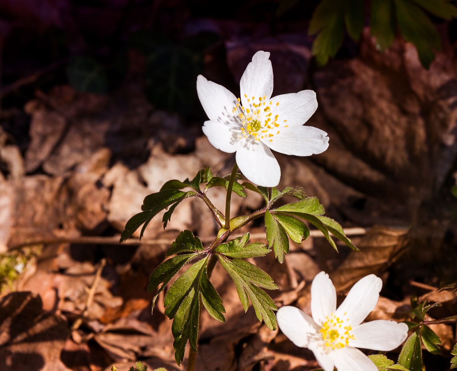 Canon EOS 6D Mark II sample photo. Wood anemone, plant, flower photography