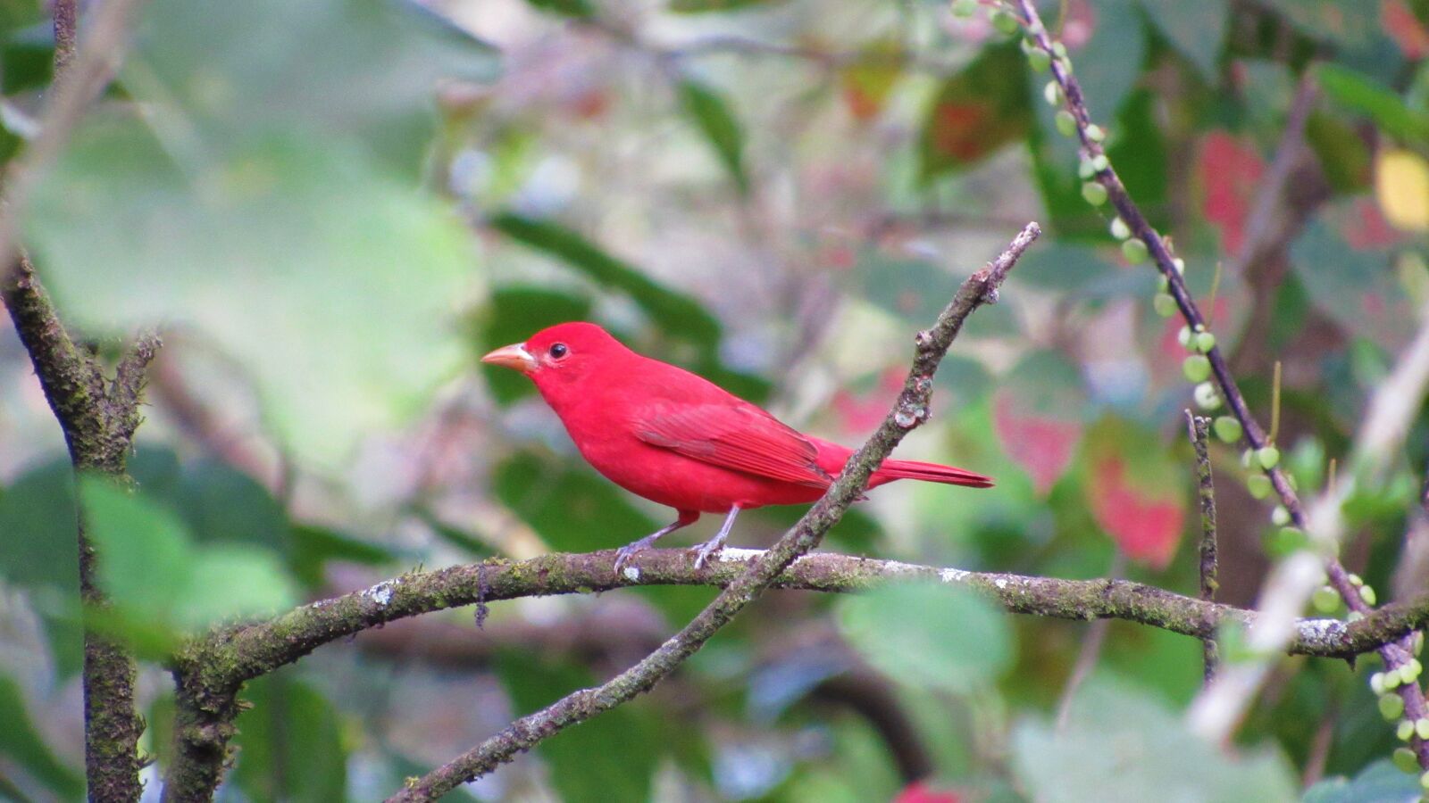 Canon PowerShot SX520 HS sample photo. Ave, tropical, costa rica photography