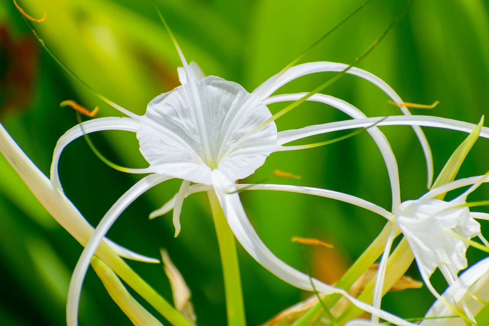 Nikon D3500 sample photo. Flower, garden, white photography