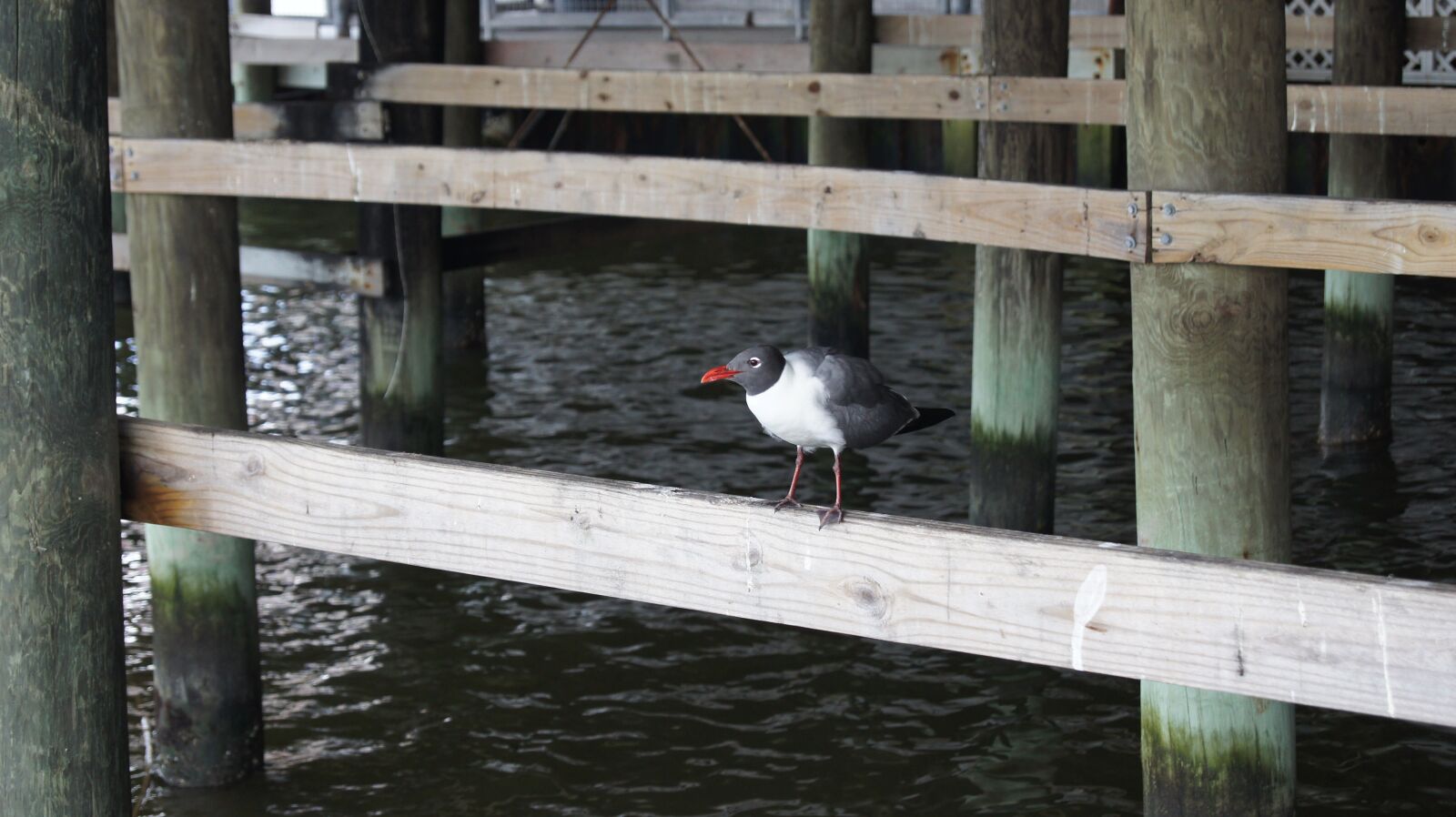 Sony SLT-A33 sample photo. Bird, pier, water photography