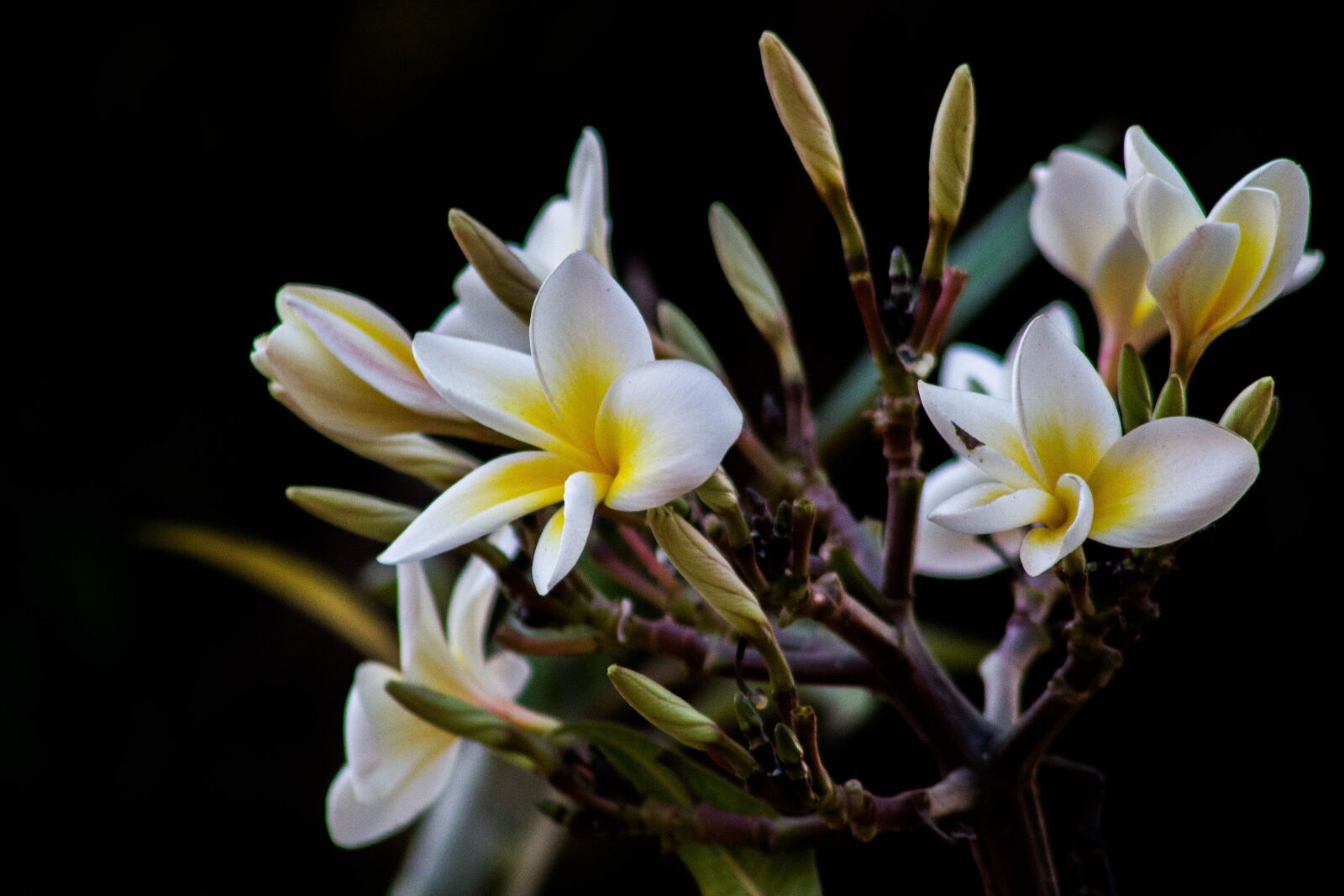 Canon EOS 600D (Rebel EOS T3i / EOS Kiss X5) sample photo. Flower, flowers, nature photography