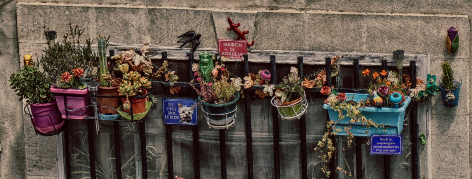 Sony a5100 sample photo. Flowers, window sill, skuril photography