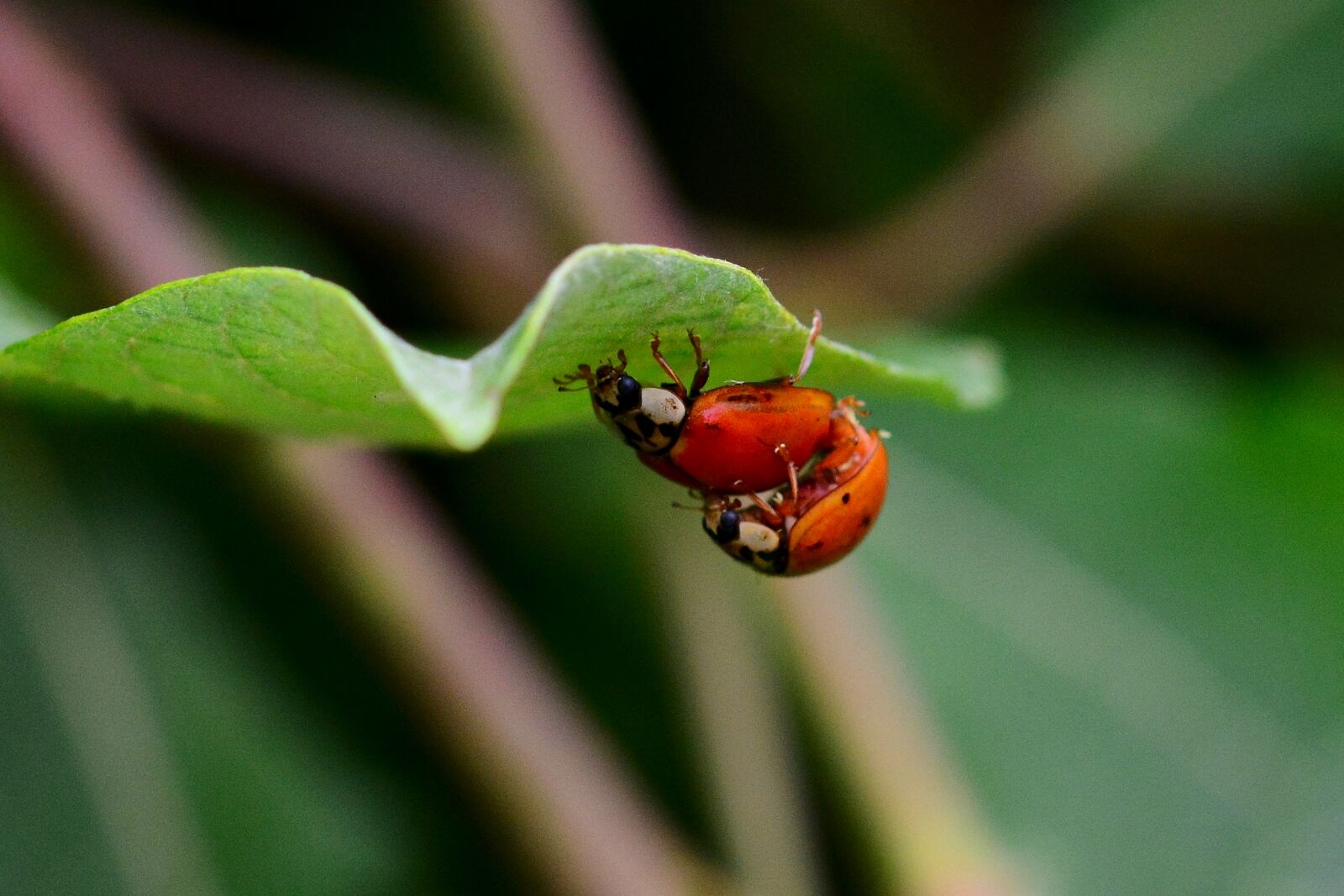 Nikon D5200 sample photo. Ladybug, pairing, nature photography