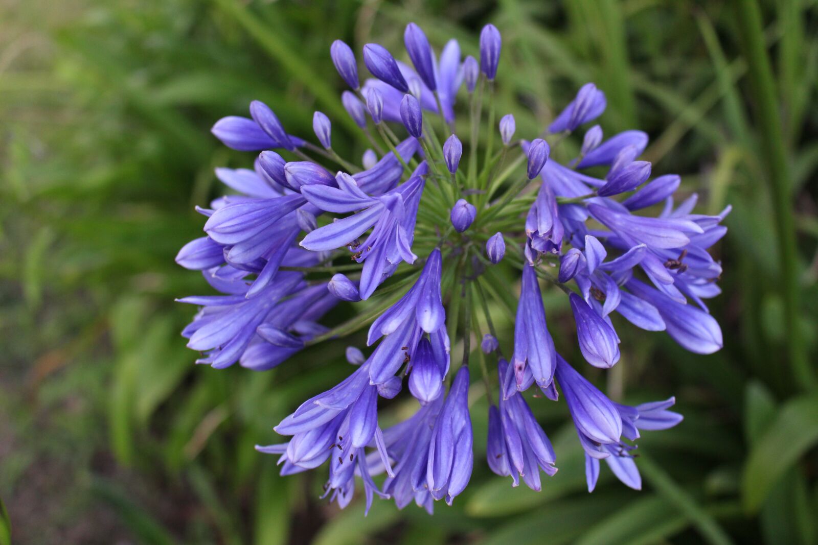 Canon EOS 700D (EOS Rebel T5i / EOS Kiss X7i) sample photo. Flower purple, exotic photography
