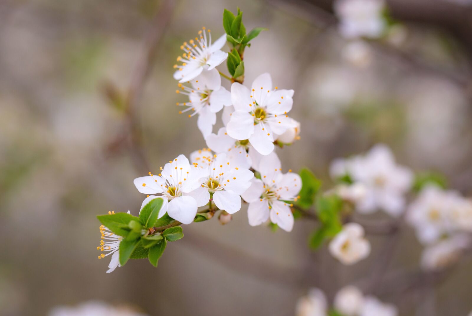 Canon EF 100mm F2.8L Macro IS USM sample photo. Flora, beautiful, flowers, blossom photography