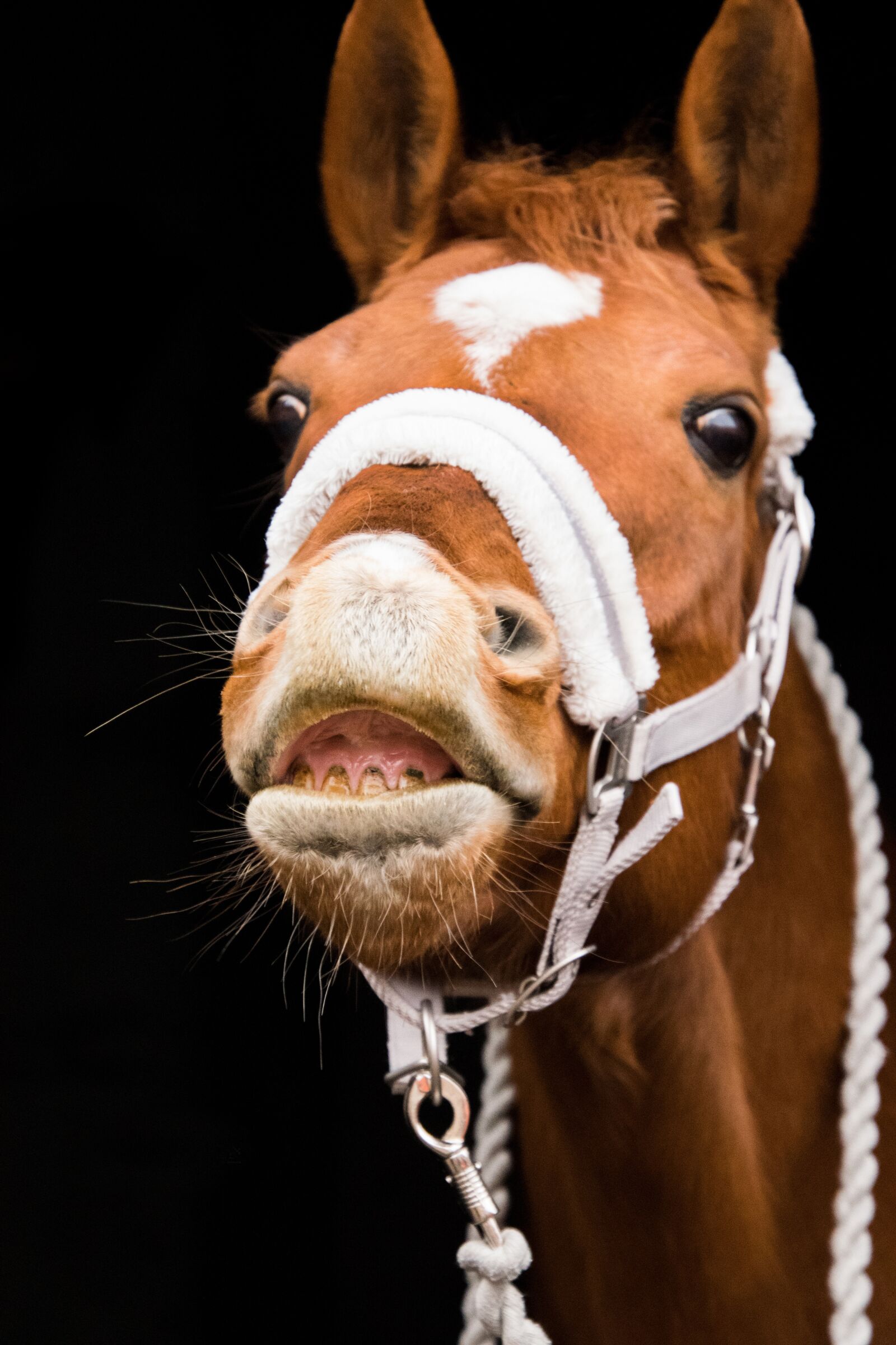 Nikon D3300 sample photo. Horse, portrait, flehmen photography