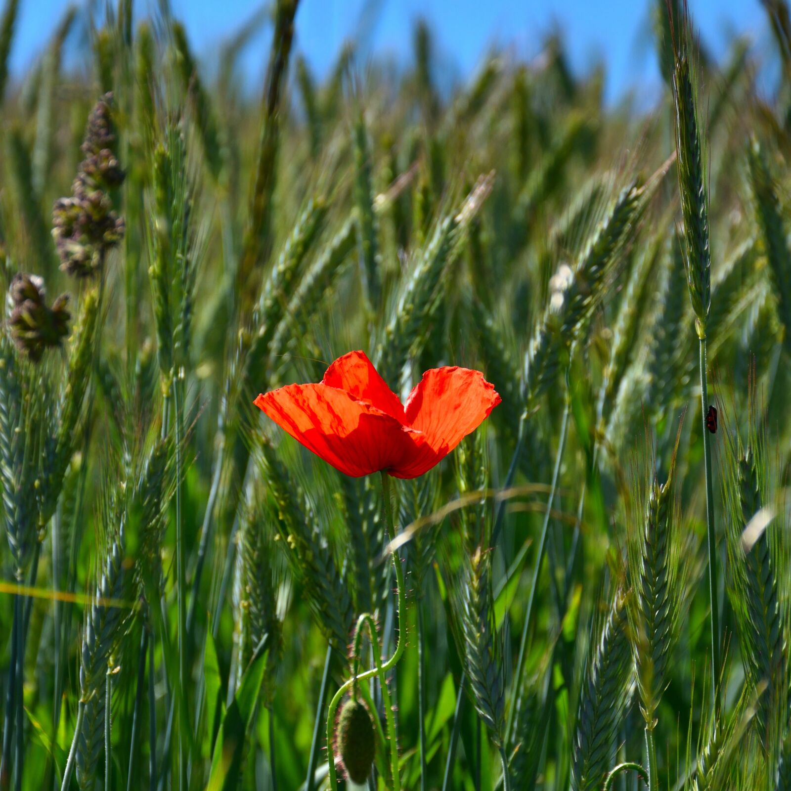 Nikon D5500 sample photo. Poppy, cornfield, poppy flower photography
