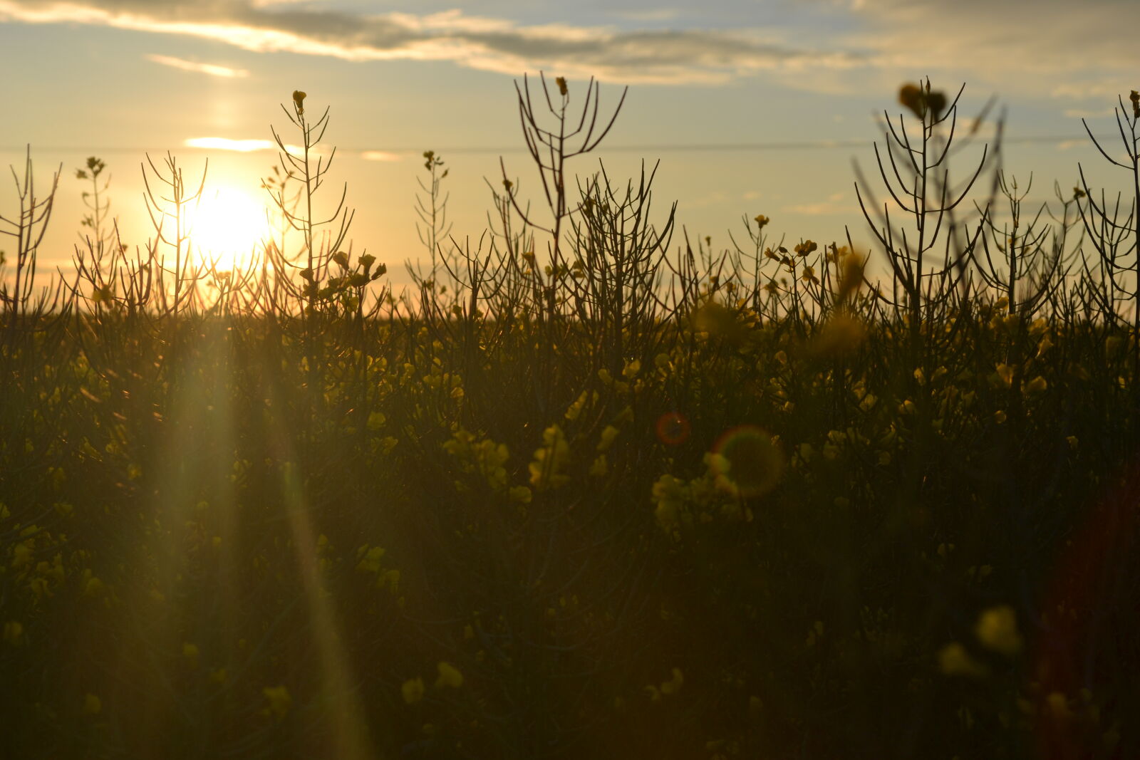 Nikon D3100 sample photo