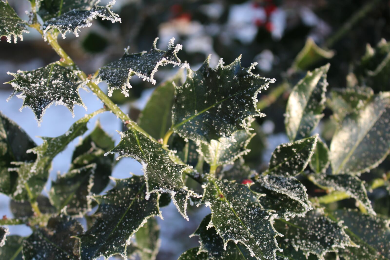 Canon EOS 100D (EOS Rebel SL1 / EOS Kiss X7) sample photo. Frost, forest, landscape photography