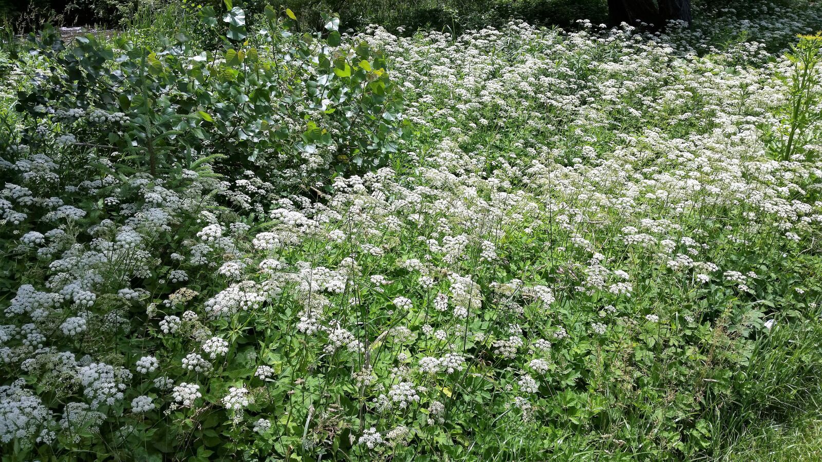Samsung Galaxy S5 sample photo. Flowers, nature, summer photography