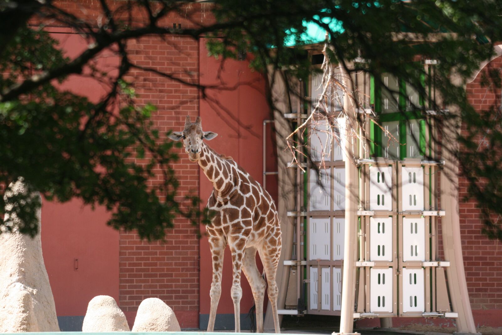Canon EOS 400D (EOS Digital Rebel XTi / EOS Kiss Digital X) sample photo. Giraffe, zoo, africa photography