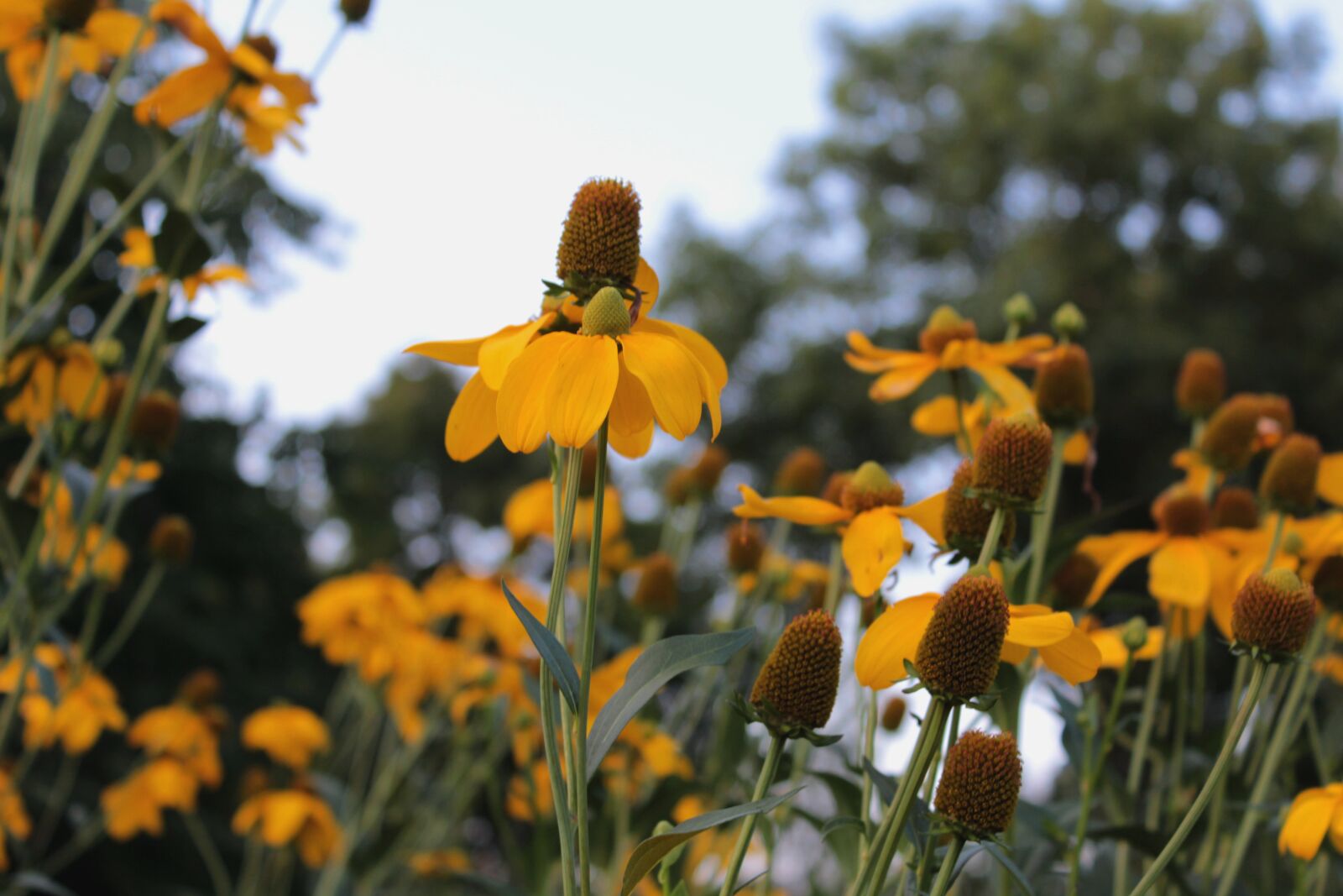 Canon EOS 600D (Rebel EOS T3i / EOS Kiss X5) sample photo. Helenium, rosilla, garden photography