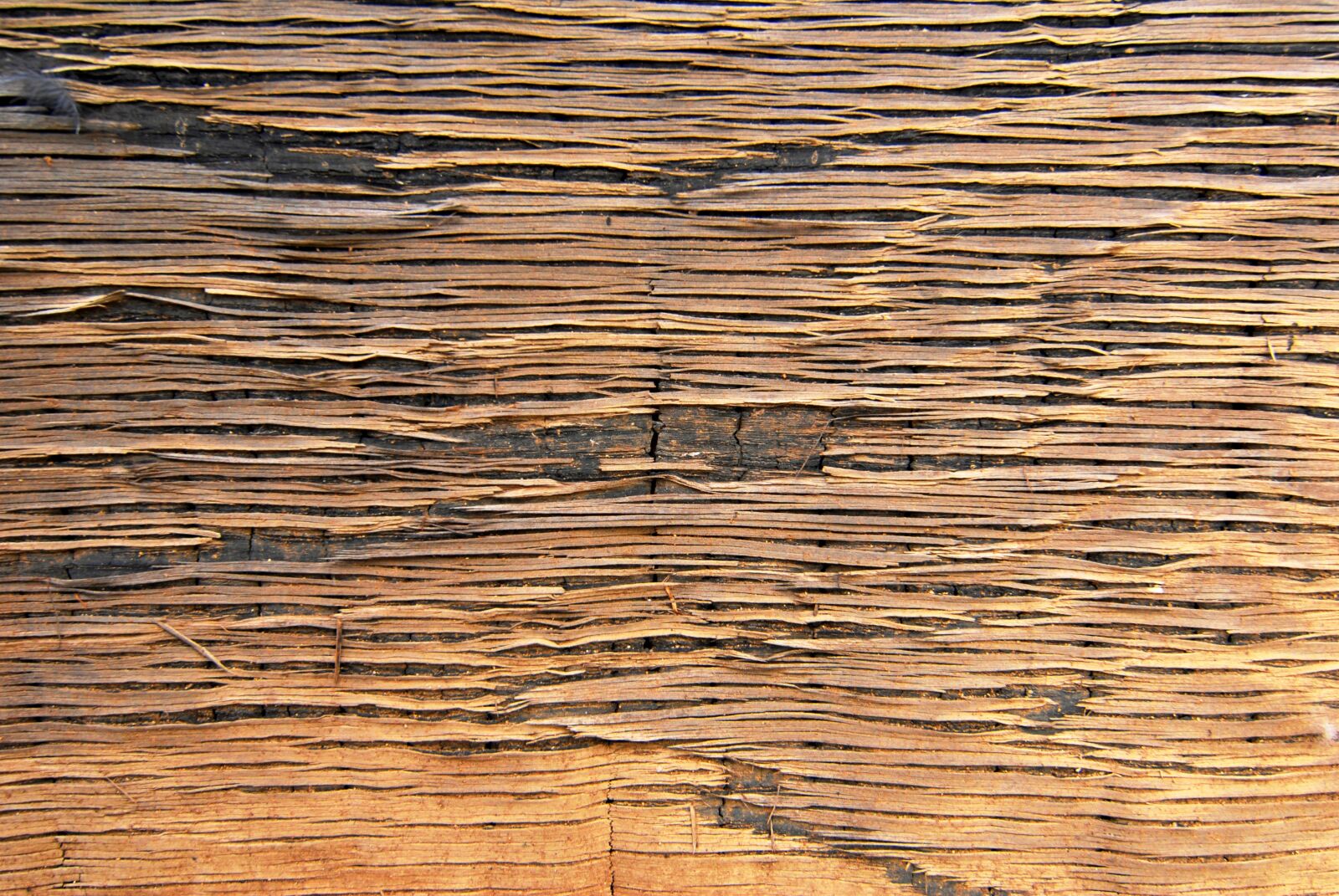 Nikon D200 sample photo. Mat, reed, background photography