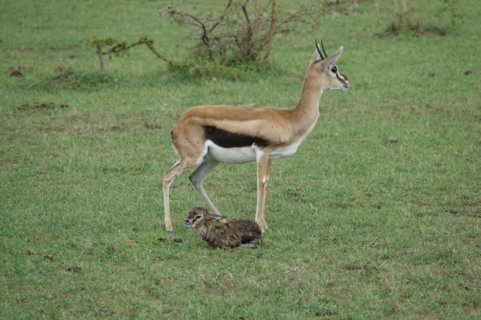 Sony Cyber-shot DSC-RX10 III sample photo. Animal, wildlife, mammal photography