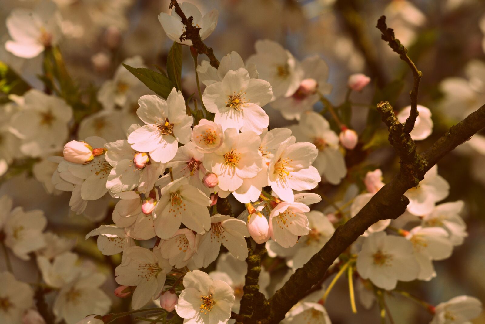 Nikon D7100 sample photo. Ornamental cherry, flower, blossom photography