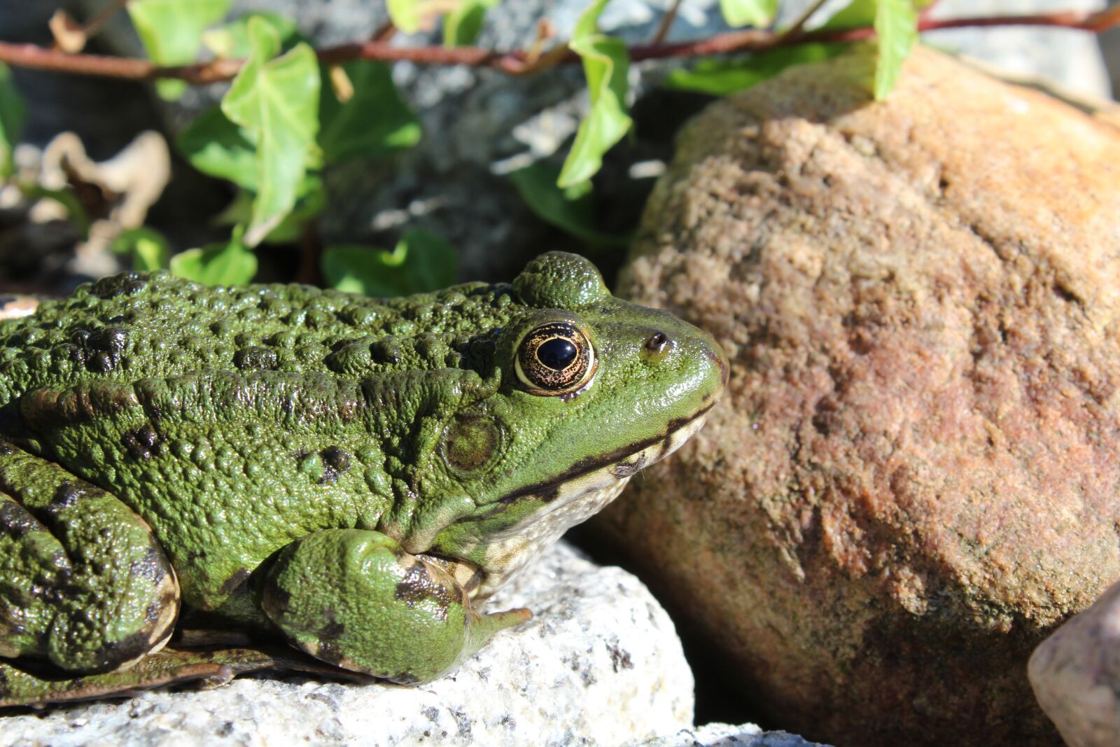 Canon EOS 1200D (EOS Rebel T5 / EOS Kiss X70 / EOS Hi) sample photo. Frog, green, animal photography