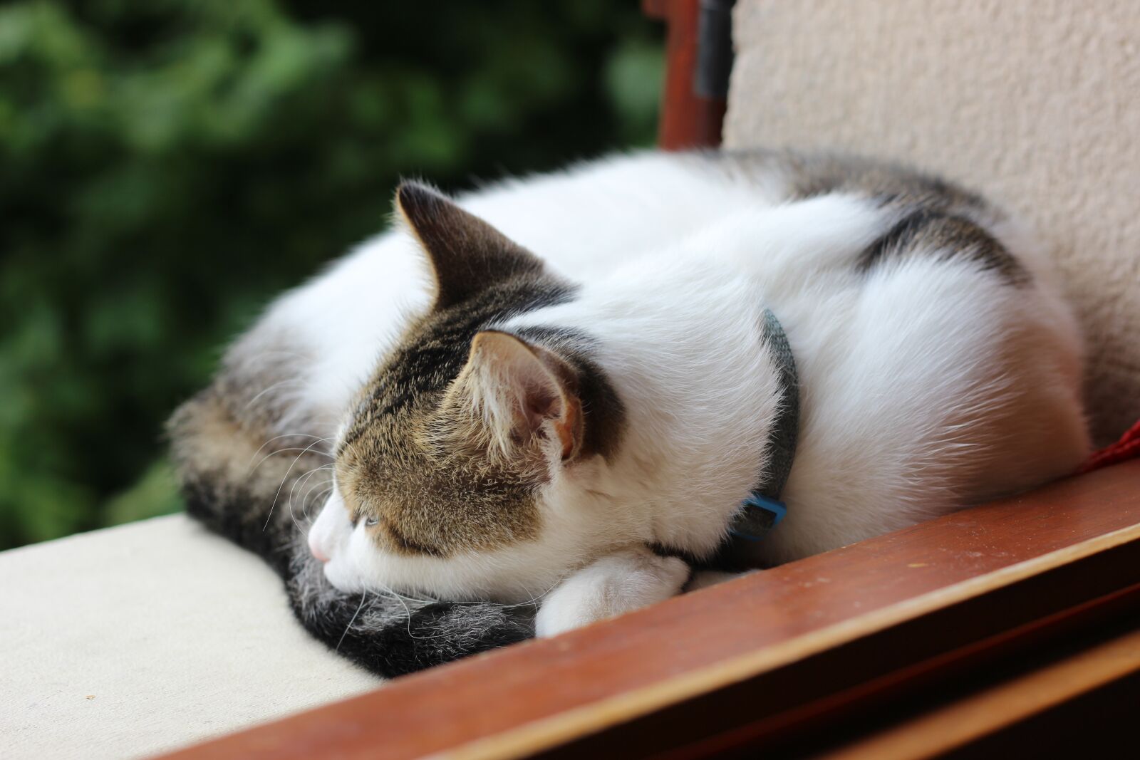 Canon EOS 600D (Rebel EOS T3i / EOS Kiss X5) + Canon EF 50mm F1.8 STM sample photo. Cat, kitty, kitten photography