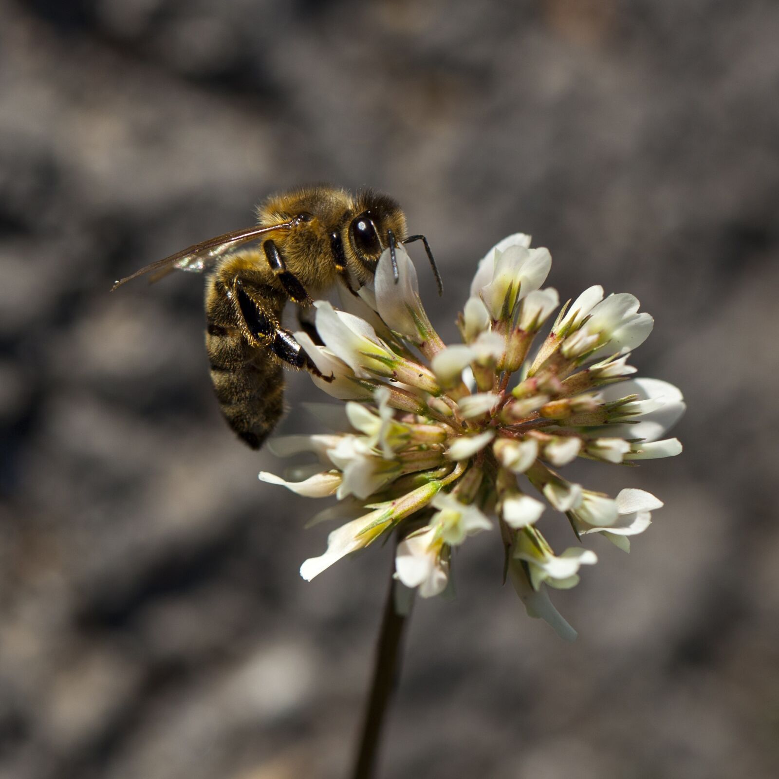 Canon EF 100mm F2.8L Macro IS USM sample photo. Bee, white clover, detail photography
