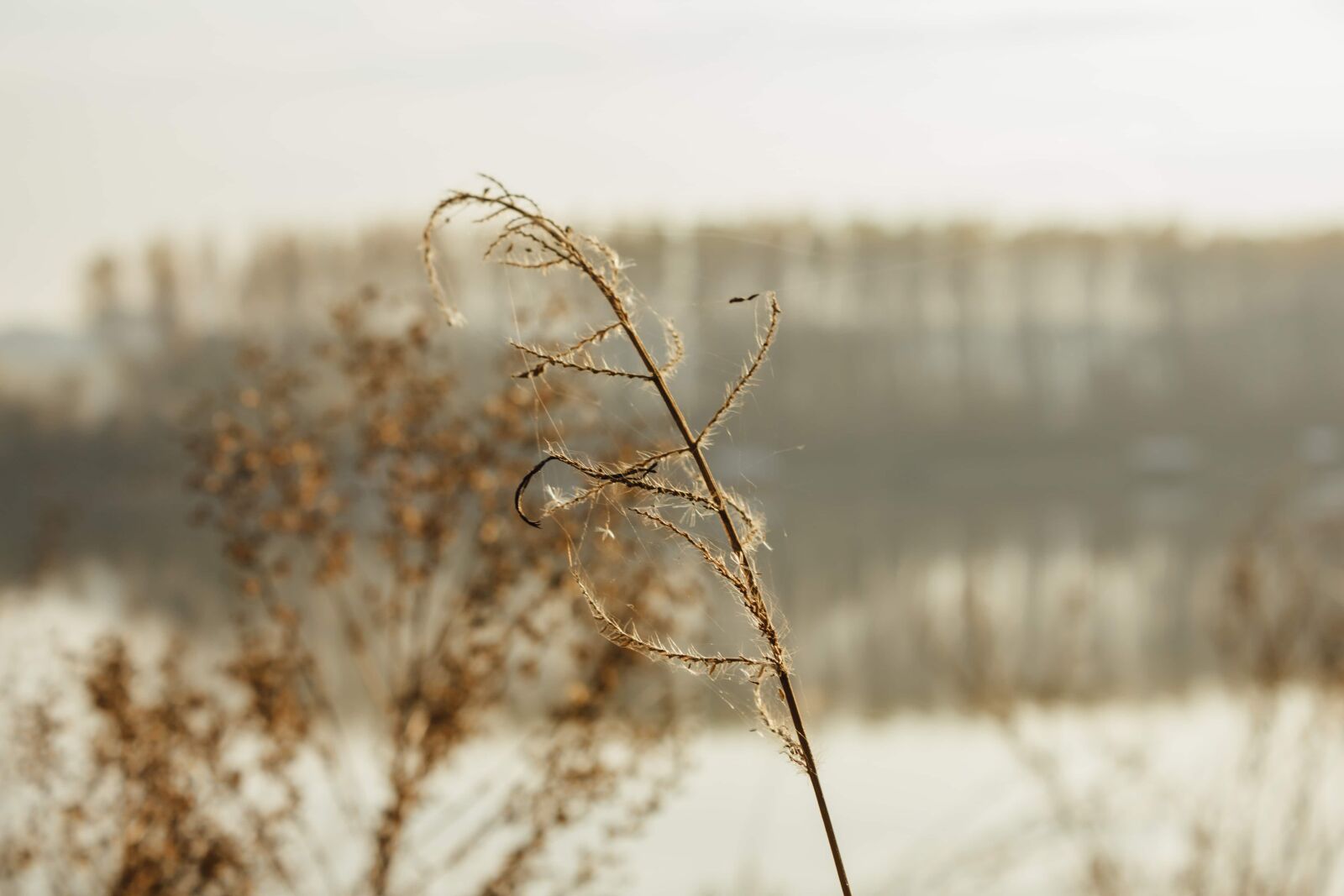 Canon EF-S 18-55mm F3.5-5.6 IS sample photo. Autumn, spider web, weed photography