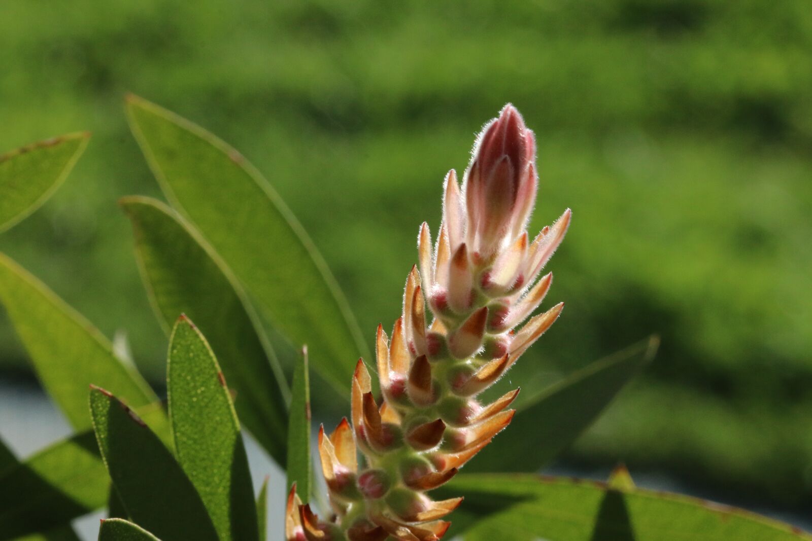 Canon EOS 70D + Canon EF 100mm F2.8 Macro USM sample photo. Green, flower, garden photography