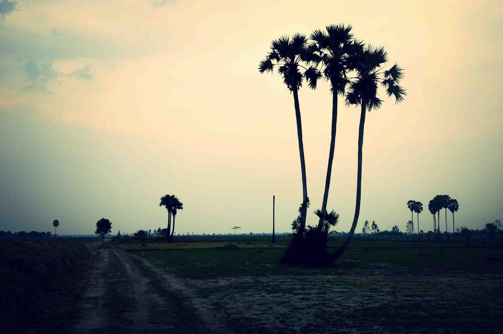 Nikon D3200 sample photo. Tall trees, cambodia, sunset photography
