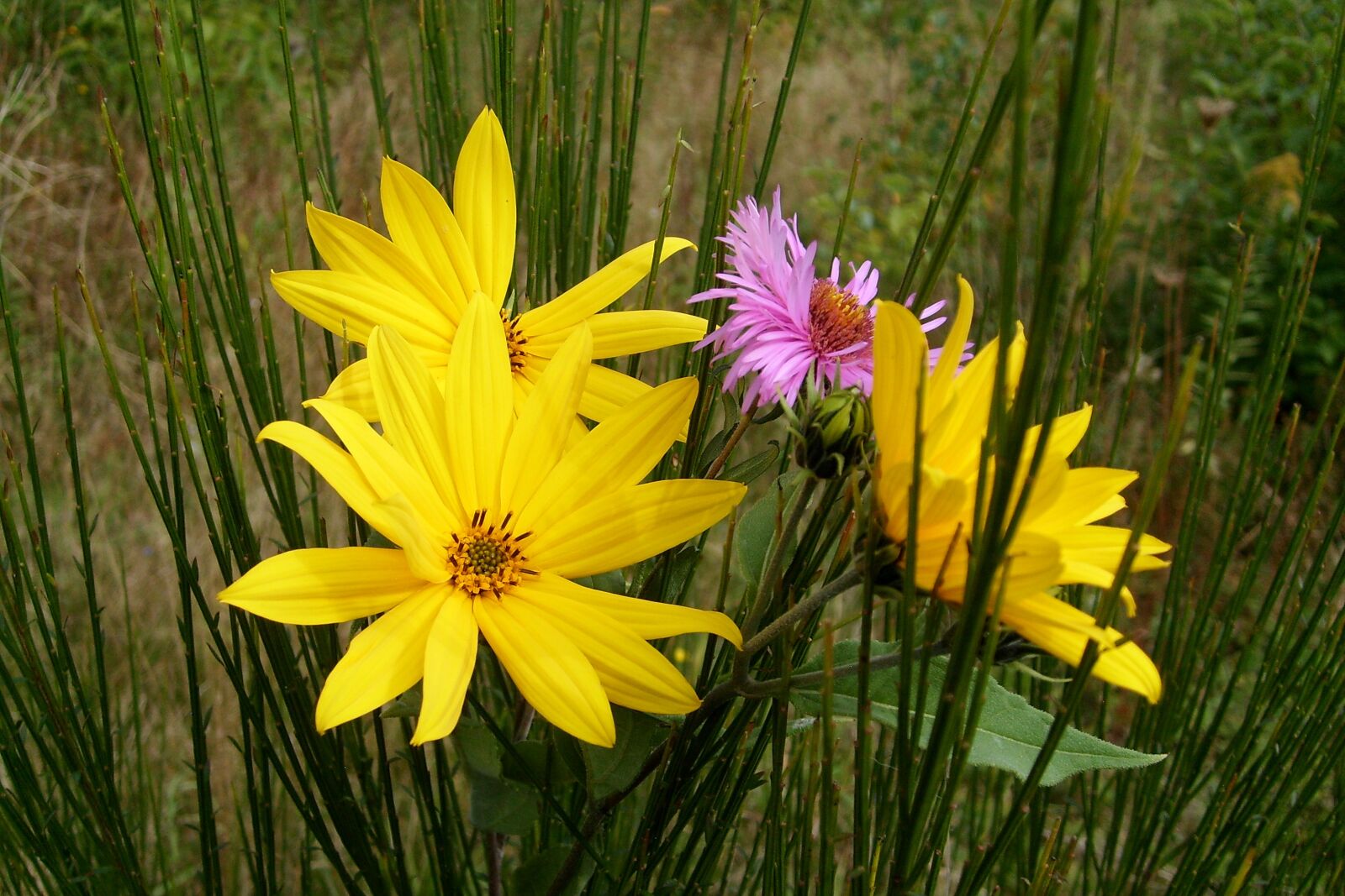 Samsung KENOX S730  / Samsung S730 sample photo. Colorful flowers, blooming, the photography