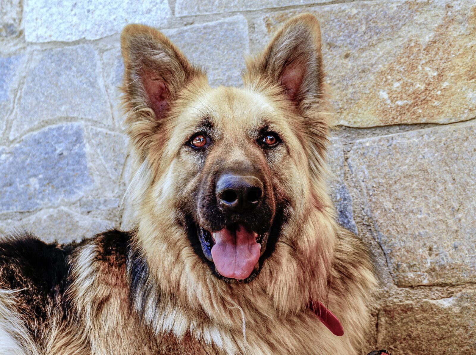 Sony a6000 sample photo. Animal, dog, german shepherd photography