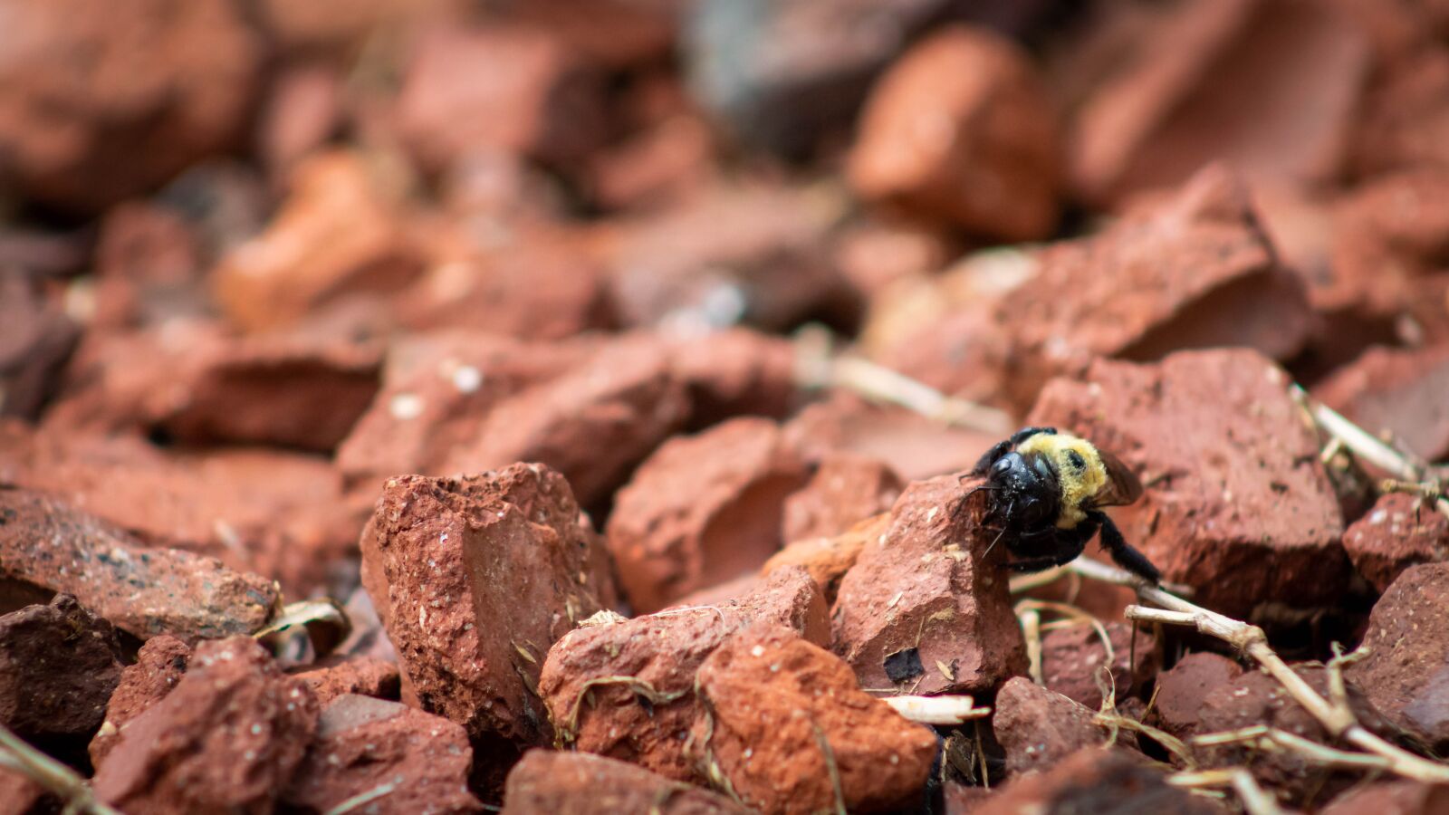 Canon EF75-300mm f/4-5.6 sample photo. Bees, contrast, bee photography