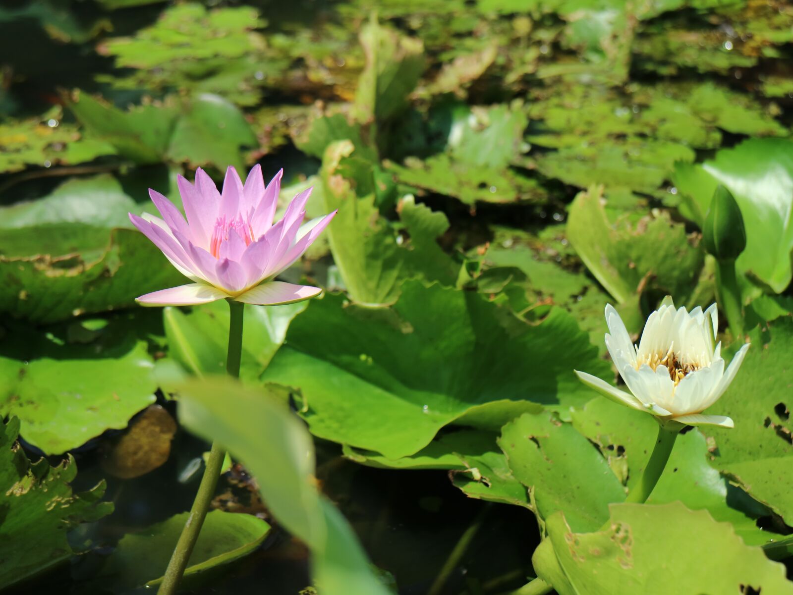 Canon EOS M3 sample photo. Purple lotus, flowering, lotus photography
