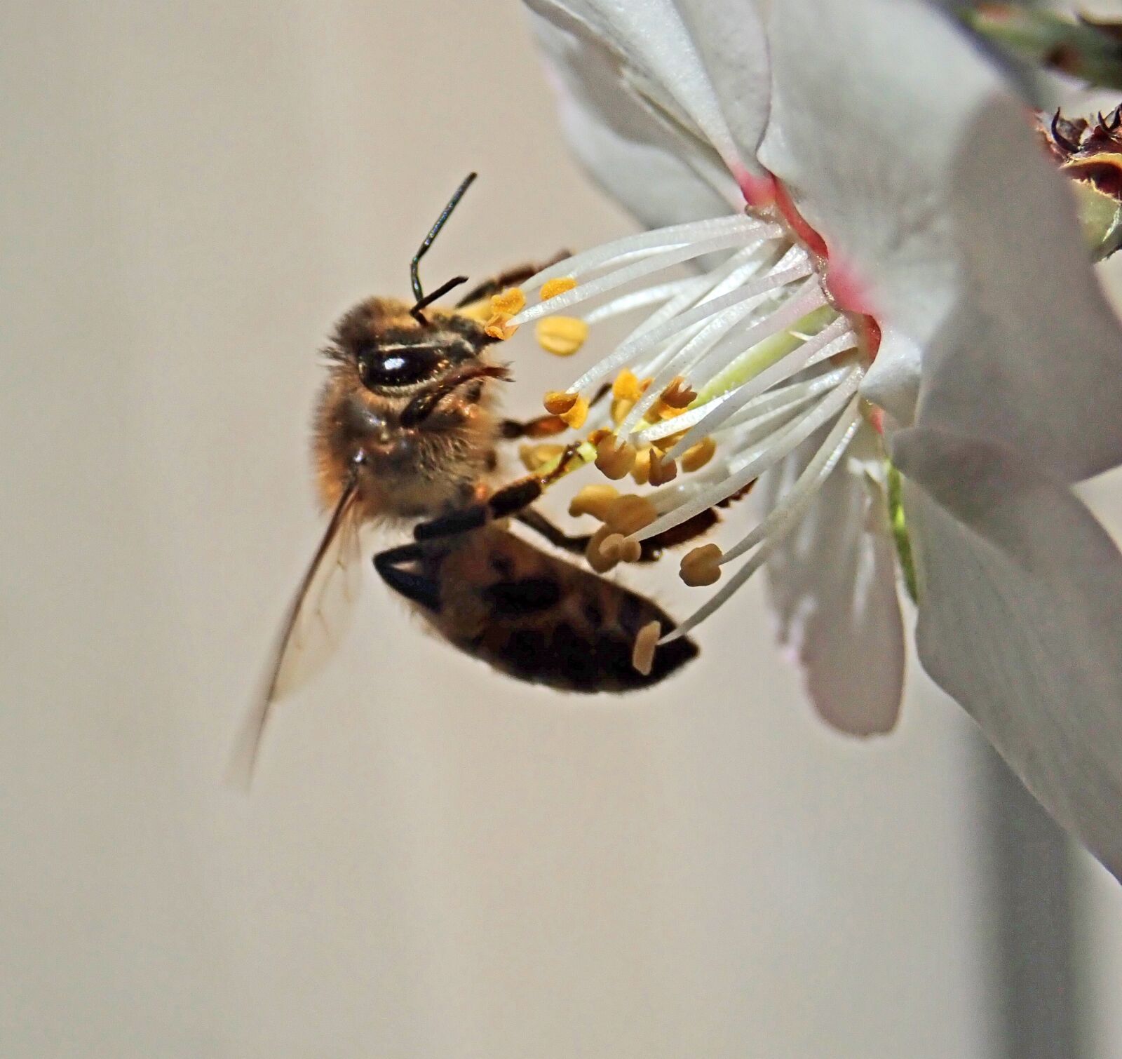 Olympus TG-5 sample photo. Bee, insect, pollen photography