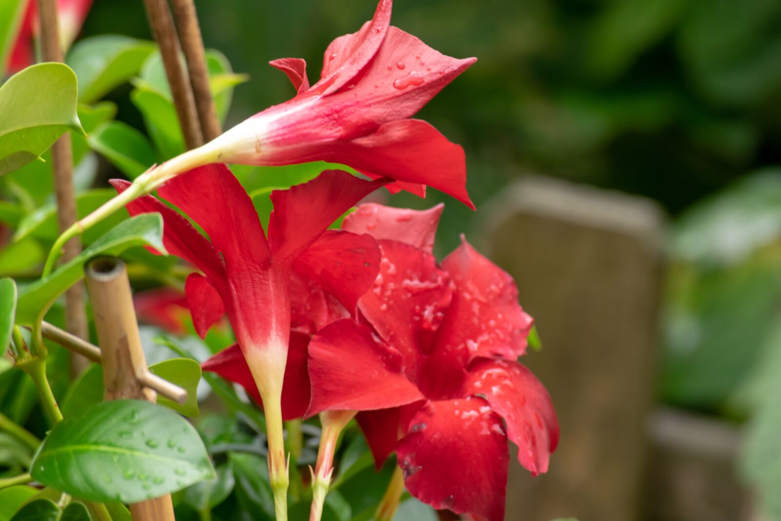 Nikon D3300 sample photo. Red, green, nature photography