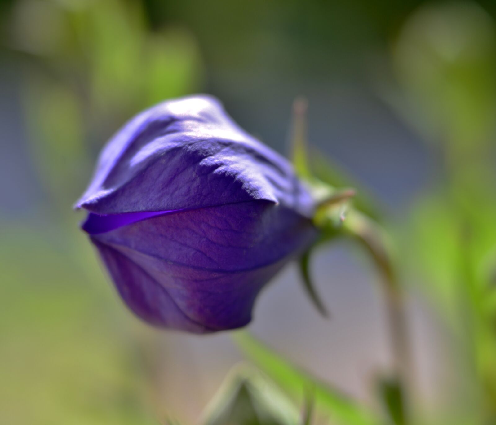 Nikon D600 sample photo. Flower, bellflower, vegetable photography