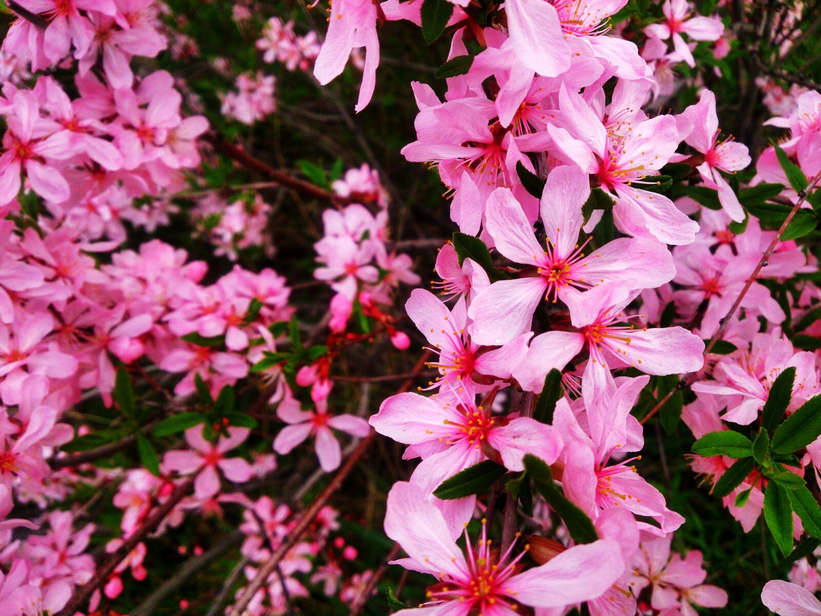 Sony Xperia Z sample photo. Spring flowers, nature, beautiful photography