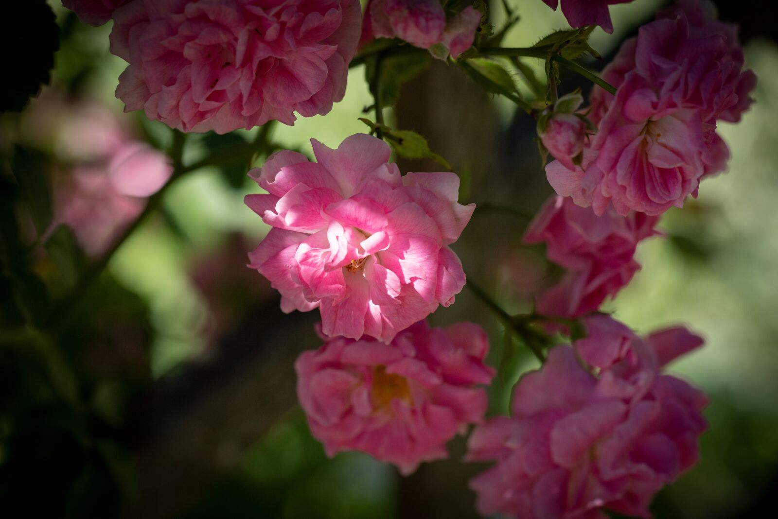 Nikon D750 sample photo. Roses, flowers, pink photography