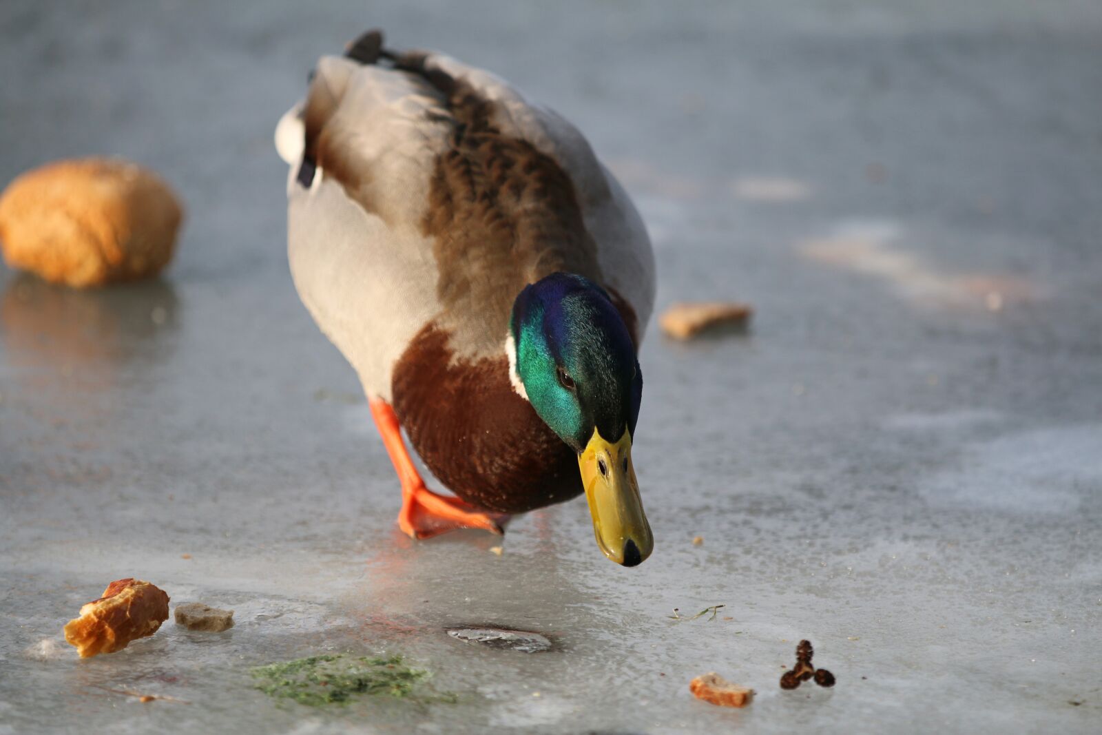 Canon EOS 70D + Canon EF 70-200mm F2.8L IS II USM sample photo. Drake, duck, food photography