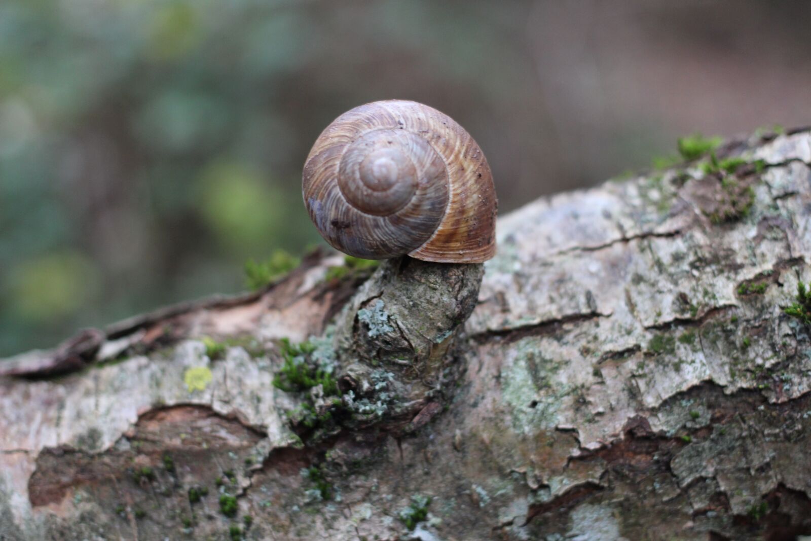 Canon EF 40mm F2.8 STM sample photo. Snail, log, nature photography photography