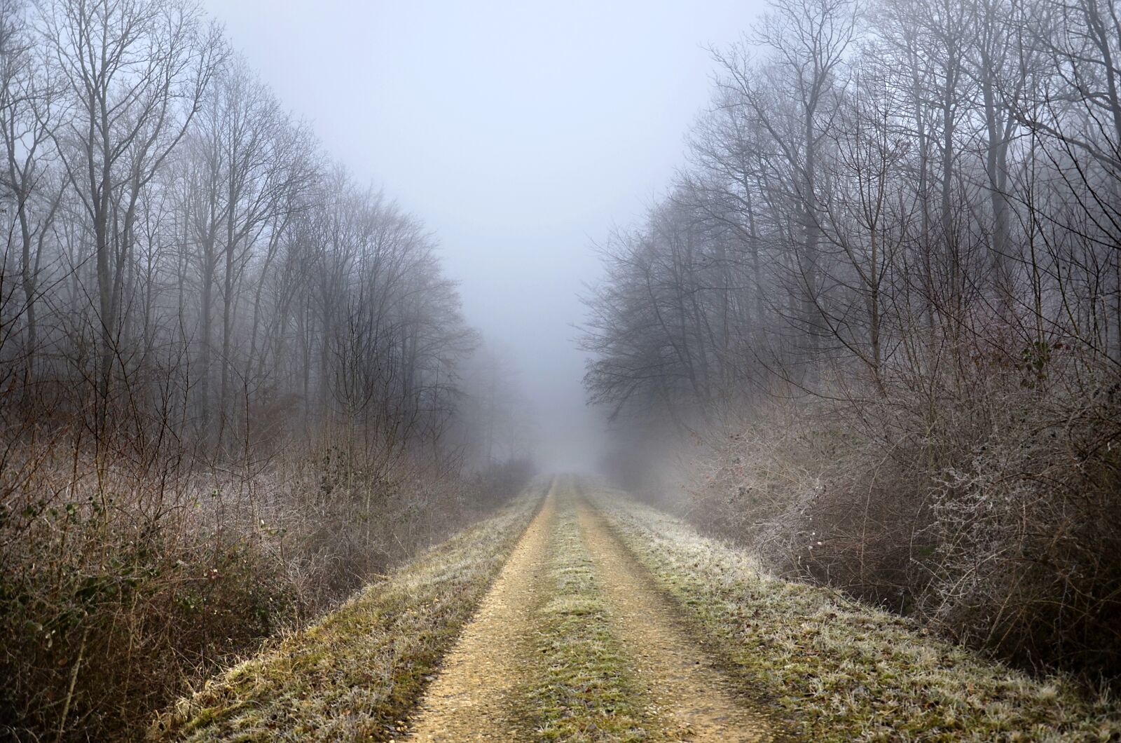 Nikon D5100 sample photo. Path, forest, winter photography