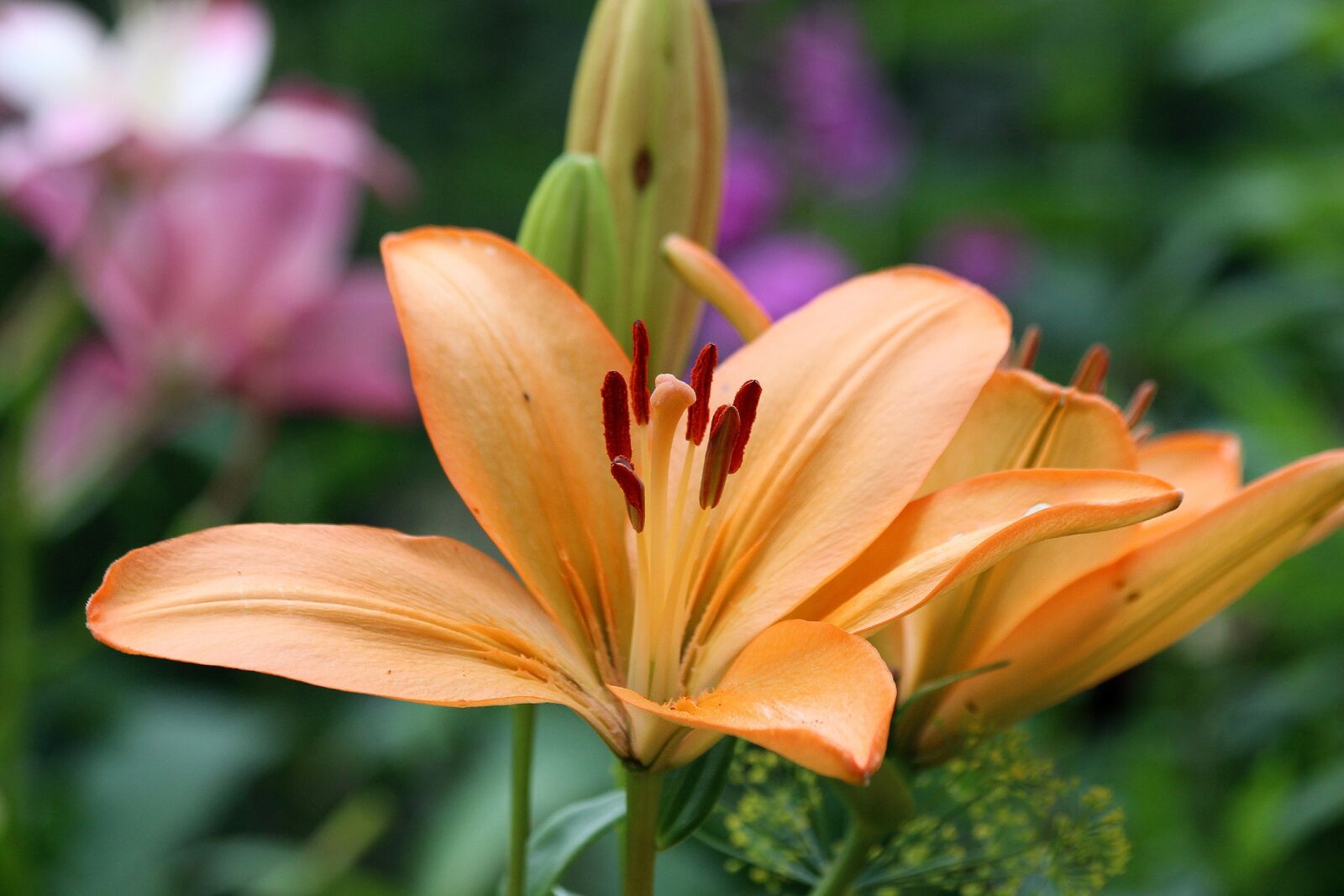 Canon EOS 650D (EOS Rebel T4i / EOS Kiss X6i) sample photo. Lily, flower, nature photography