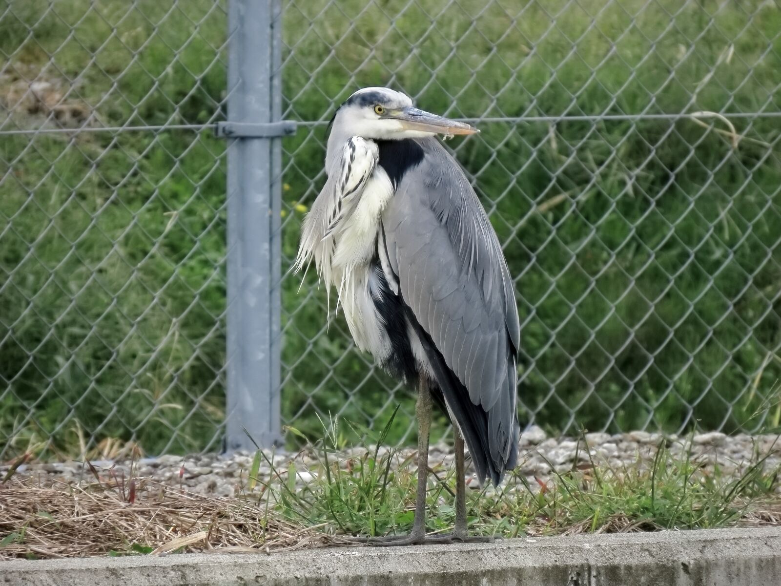 Canon PowerShot SX70 HS sample photo. Animal, pond, bird photography